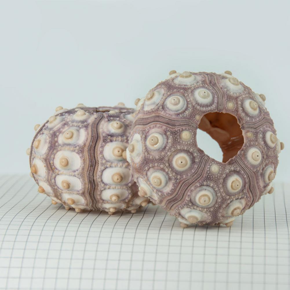 5cm-6cm Sea Shell Conch Orname - огляд і ціна Planted Aquarium Air Stone