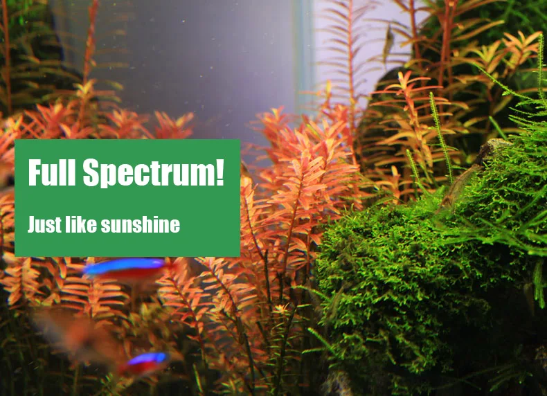 Chihiros C Series ADA Style Pl - огляд і ціна Aquarium Plant Growth